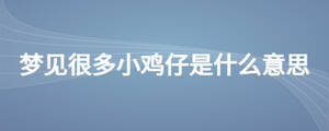 夢見很多小雞仔是什么意思