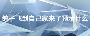 鴿子飛到自己家來了預(yù)示什么